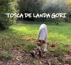 de landa gori - TOSCA DE LANDA GORI 6mois Chasse BECASSES SUD EST