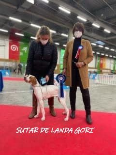 de landa gori - SUTAR DE LANDA GORI ;Expo PARIS DOG SHOW Meilleur BABY !