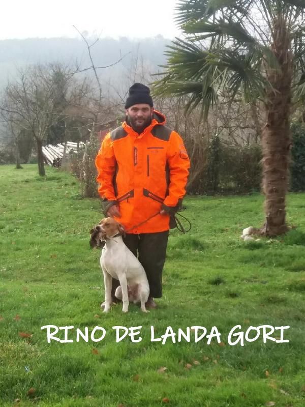 de landa gori - RINO DE LANDA GORI (6mois) Chasse la bécasse en DORDOGNE