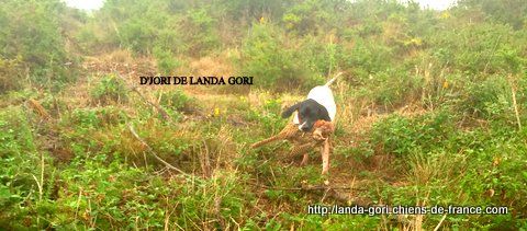 de landa gori - D'JORI DE LANDA GORI...Ouverture 