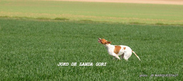 de landa gori - JOKO DE LANDA GORI...dernier entraînement printemps 2016 !!