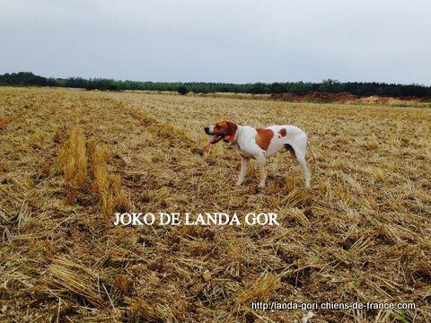 de landa gori - JOKO DE LANDA GORI..Training compagnies de 