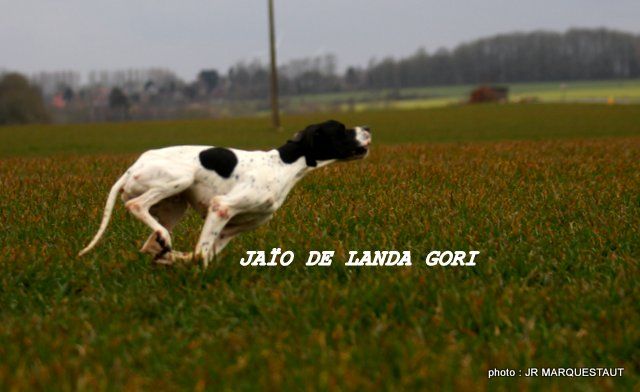 de landa gori - JAÏO DE LANDA GORI ...2em EXCELLENT field de printemps (77)