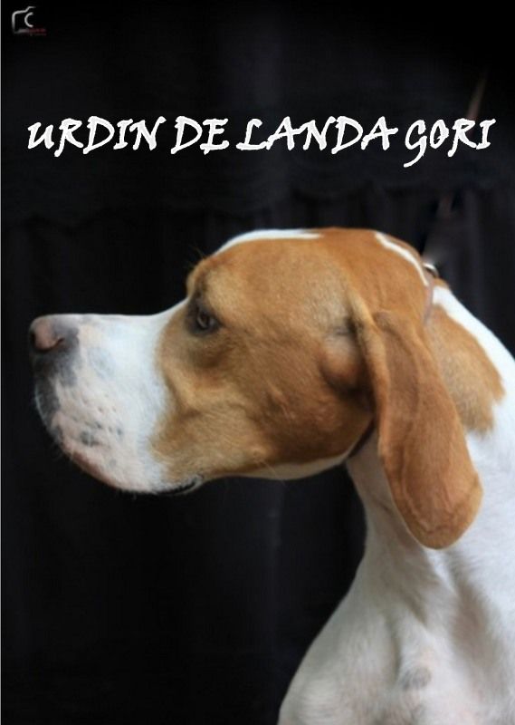 de landa gori - URDIN DE LANDA GORI/1er EXC/CACS/CACIB/Exposition BILBAO