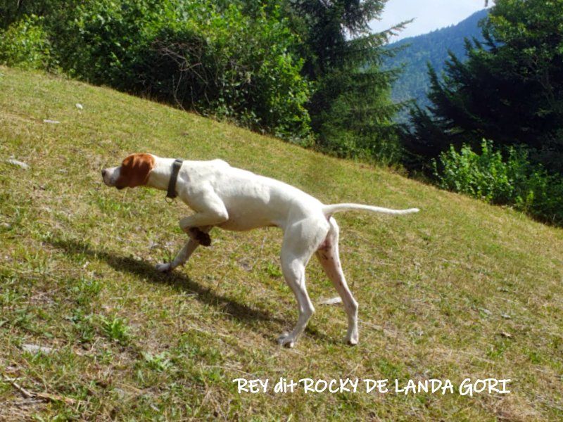 de landa gori - REY dit ROCKY DE LANDA GORI Entraînement Cailles montagnes Pyrenees !