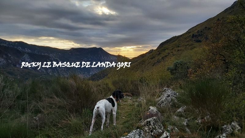 de landa gori - ROCKY LE BASQUE DE LANDA GORI/Chasse la BECASSE/Montagne ALPES