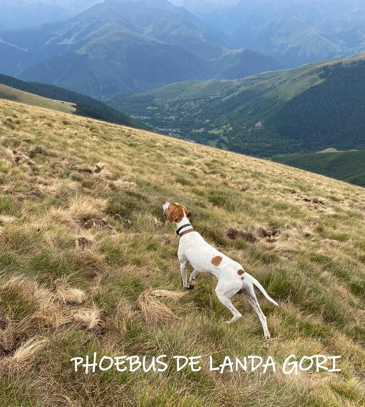 de landa gori - PHOEBUS DE LANDA GORI ;Entraînement montagnes PYRENEES !