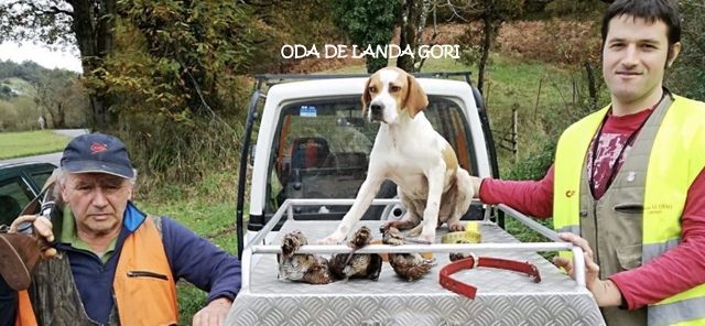 de landa gori - ODA DE LANDA GORI (6mois) chasse à la bécasse en CANTABRICA (Espagne)