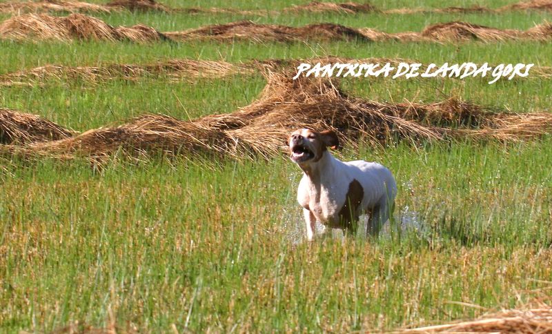 de landa gori - PANTXIKA DE LANDA GORI/Chasse la bécassin/recherche...