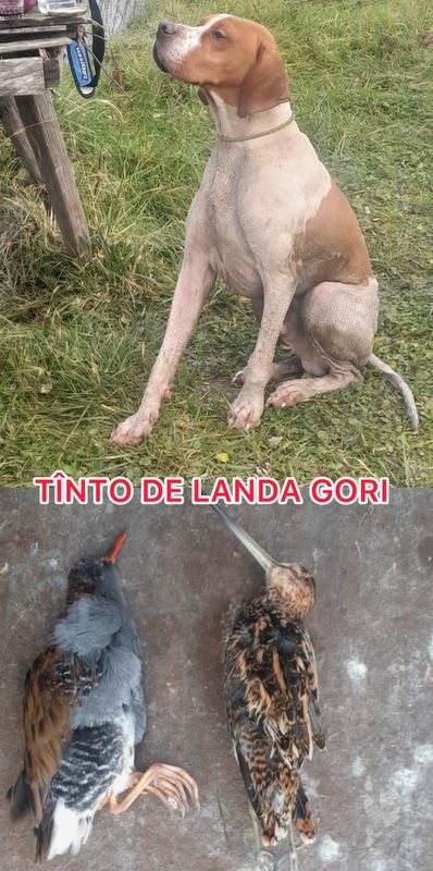 de landa gori - TÎNTO DE LANDA GORI/Chasse la BECASSINE/GIRONDE