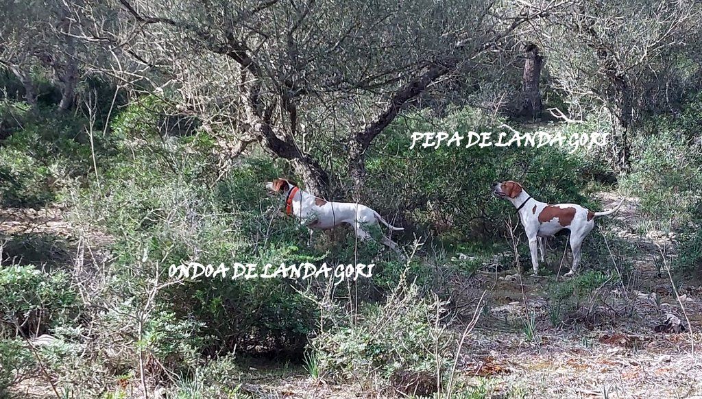 de landa gori - ONDOA et PEPA DE LANDA GORI :Chasse perdreaux rouges ILES BALEARES !