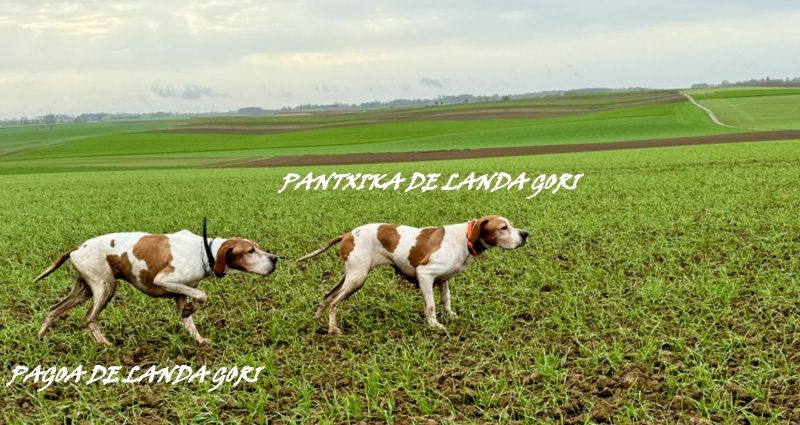 de landa gori - PAGOA et PANTXIKA DE LANDA GORI/Chasse perdreaux/NORD