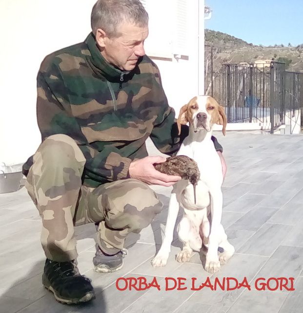 de landa gori - ORBA DE LANDA GORI (6mois):Chasse la bécasse montagne CORSE