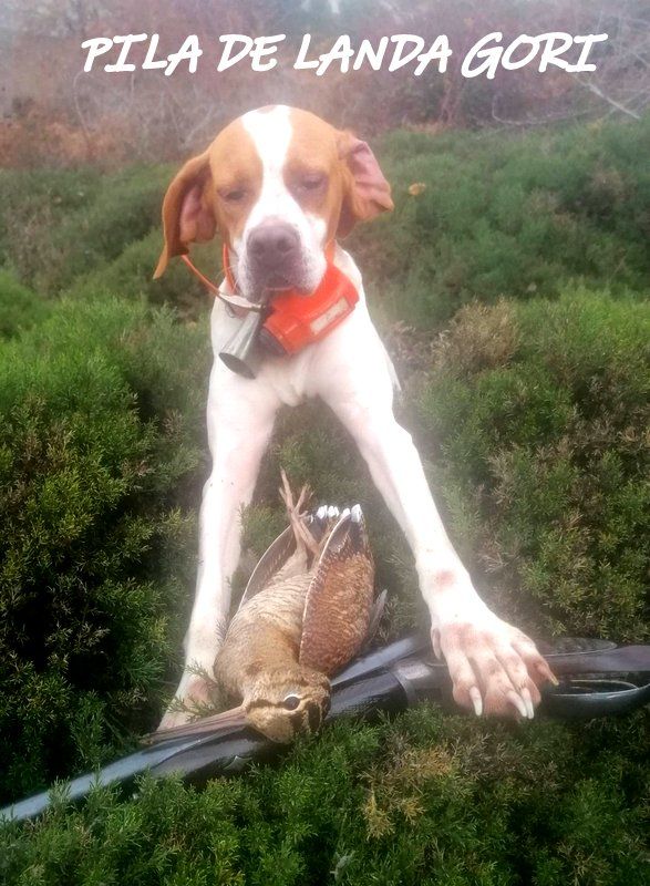 de landa gori - PILA DE LANDA GORI :Chasse la bécasse Montagnes BASQUES SUD !