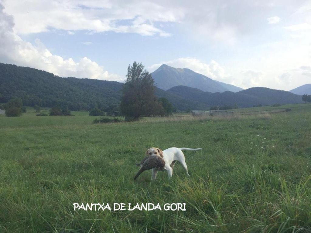 de landa gori - PANTXA DE LANDA GORI (5mois) : Chasse montagne pyrenees !!