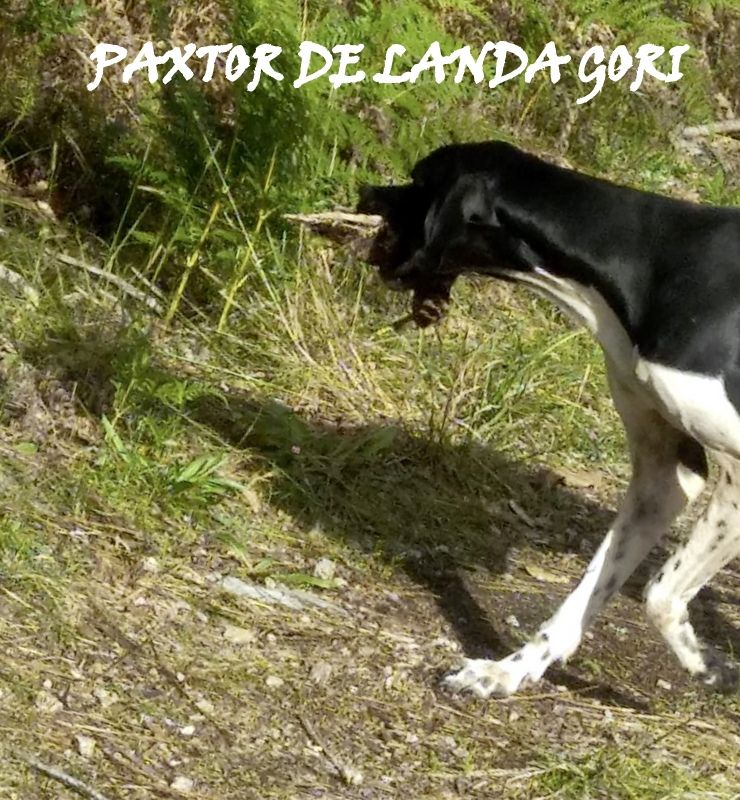 de landa gori - PAXTOR DE LANDA GORI :Chasse la bécasse dans les LANDES !..