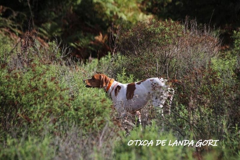 de landa gori - OTXOA DE LANDA GORI :Entraînement chasse CORSE !