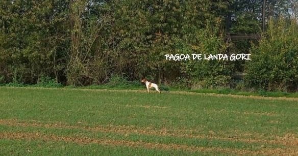 de landa gori - PAGOA DE LANDA GORI :Chasse Perdreaux et faisans naturels NORD !