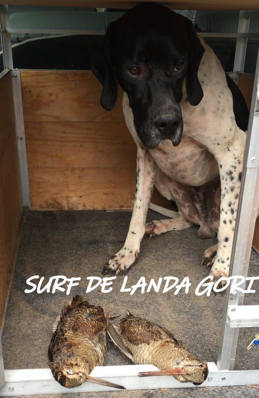 de landa gori - SURF DE LANDA GORI ;Chasse la bécasse LANDES !