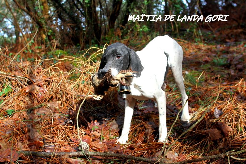 de landa gori - MAITIA DE LANDA GORI :Chasse la bécasse PAYS BASQUE NORD !