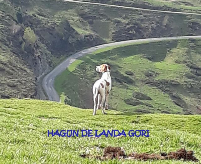 de landa gori - HAGUN DE LANDA GORI chasse la bécasse LANDES et HAUTES PYRENEES !