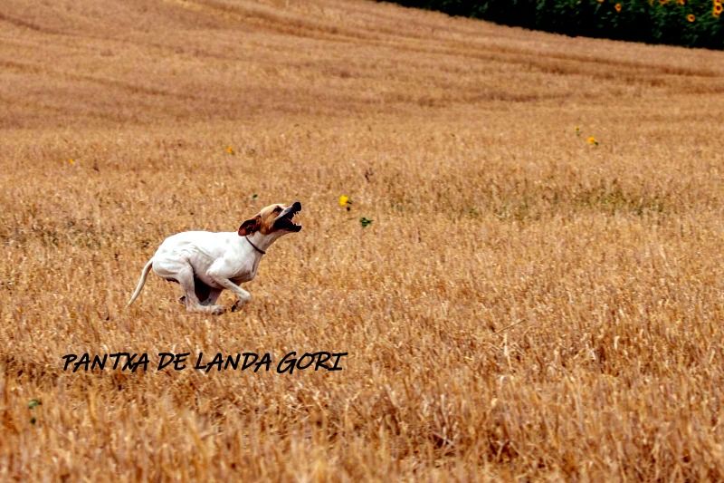 de landa gori - PANTXA DE LANDA GORI : Remporte le Challenge ANNE LE TINNIER !