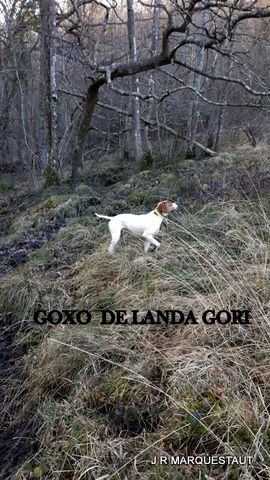 de landa gori - GOXO DE LANDA GORI :Fermeture chasse à la bécasse !!!