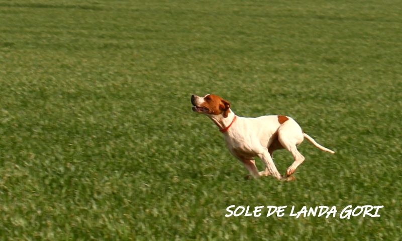 Sole de landa gori