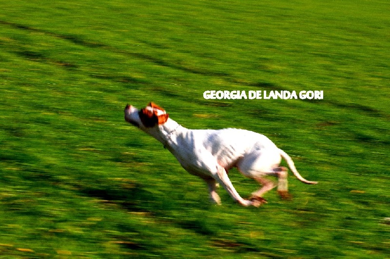Georgia de landa gori