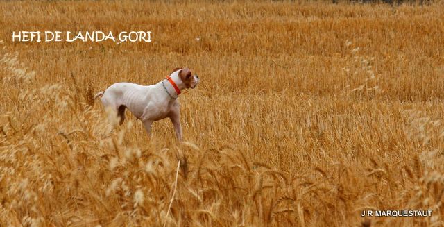 Hefi de landa gori