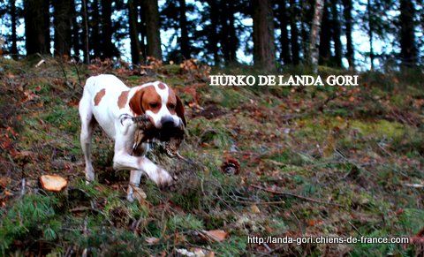 TR. CH. Hurko de landa gori