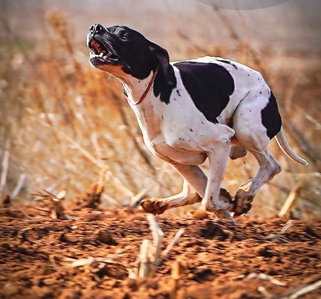 CH. Naton (Sans Affixe)