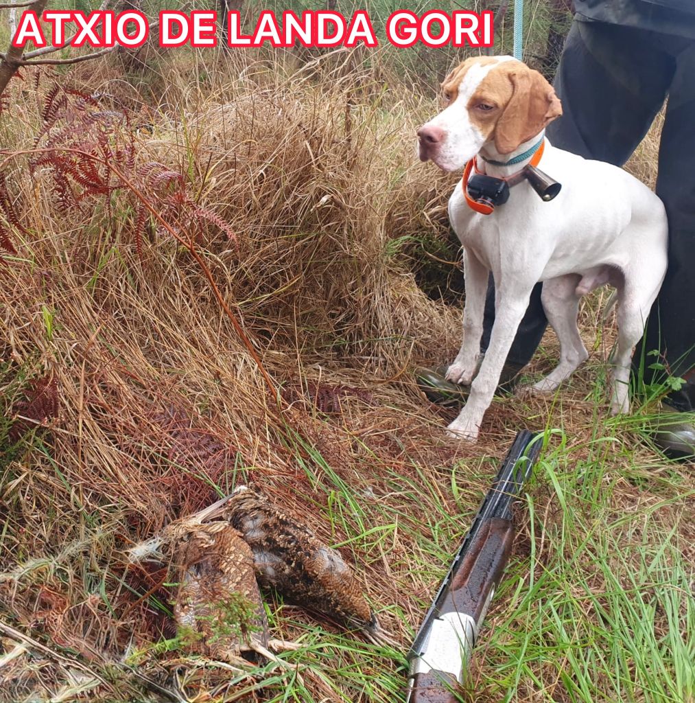 ATXIO DE LANDA GORI/chasse la bécasse/LANDES