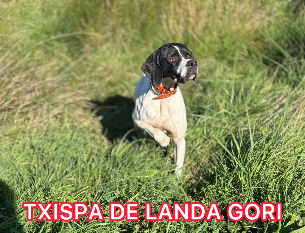 de landa gori - TXISPA DE LANDA GORI/Chasse la bécassine/Pays BASQUE