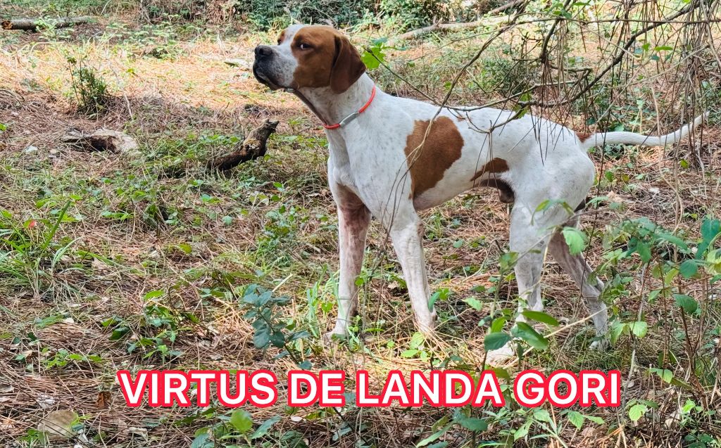 de landa gori - VIRTUS DE LANDA GORI/Chasse LANDES
