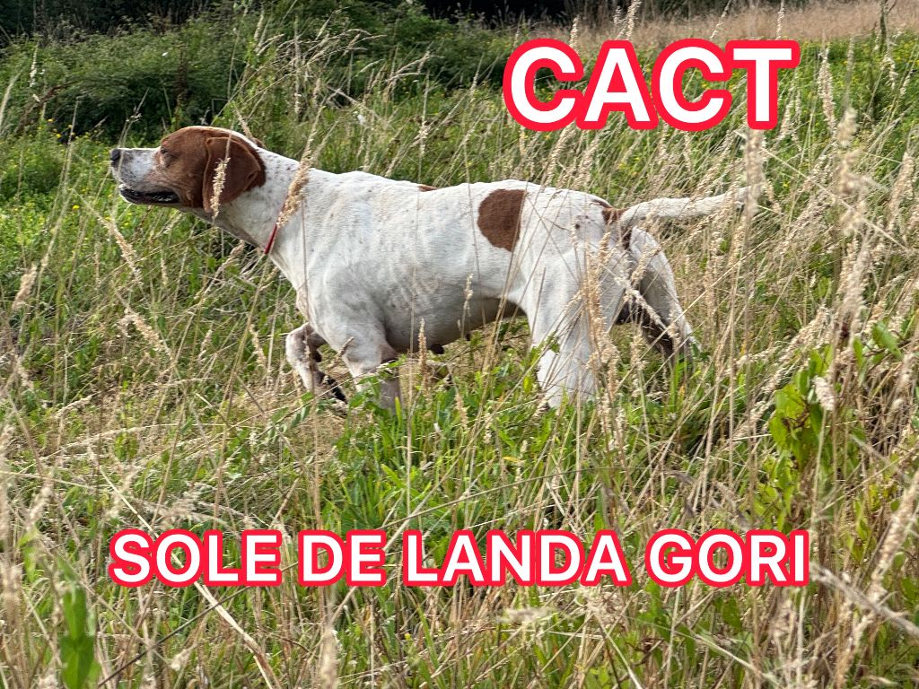 de landa gori - SOLE DE LANDA GORI/1er EXC CACT/St Pierre de la FAGE