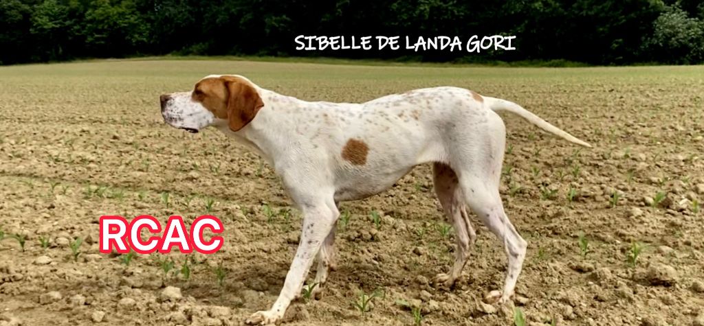 SIBELLE DE LANDA GORI/RCAC/Exposition LANGON