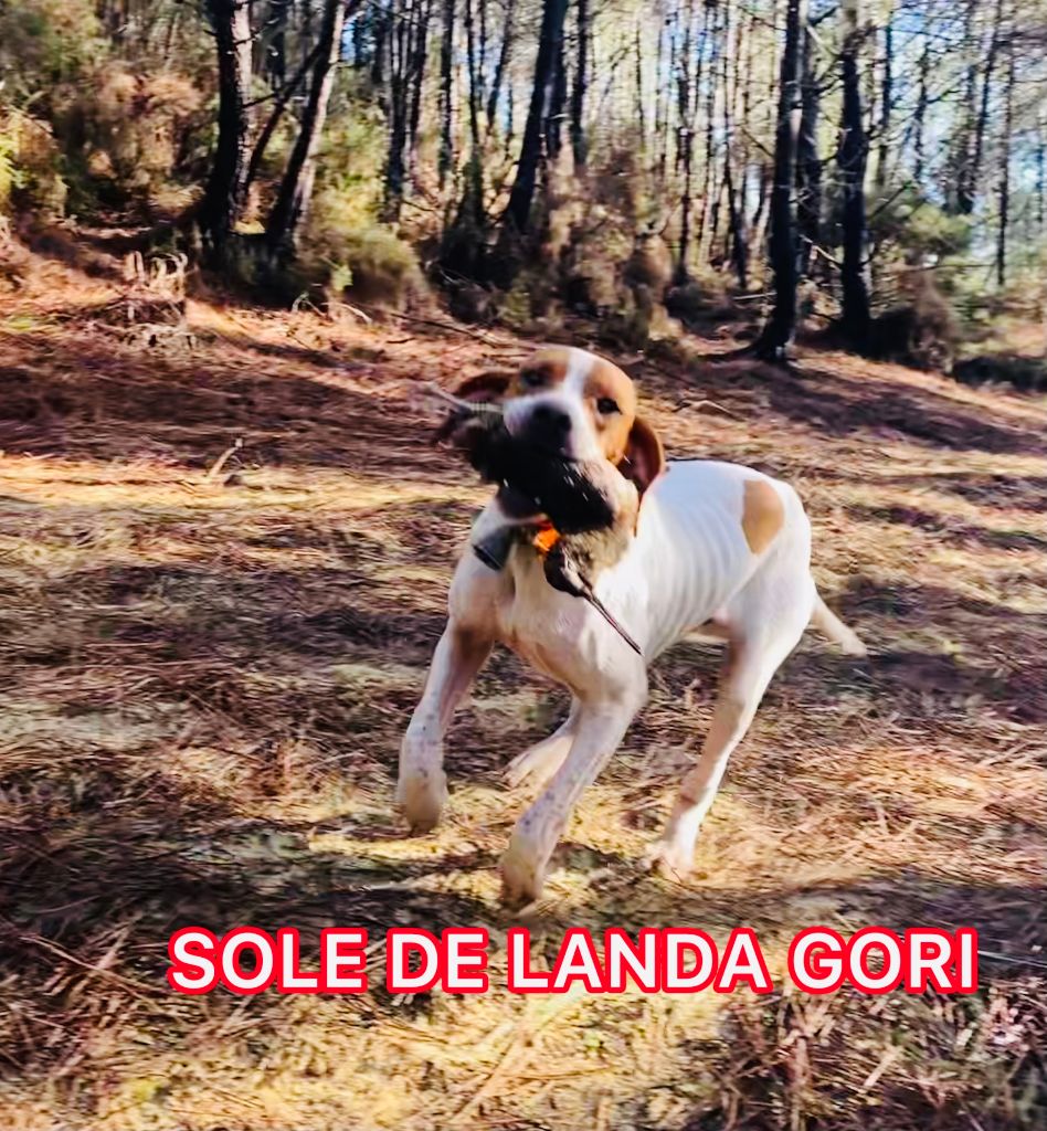 de landa gori - SOLE DE LANDA GORI/Chasse la bécasse