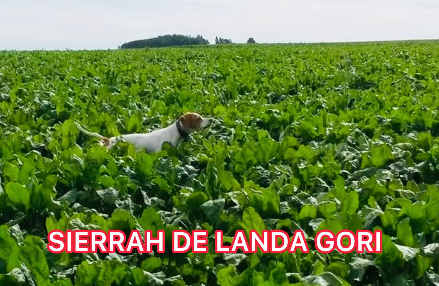 de landa gori - SIERRAH DE LANDA GORI/3eme echelle des valeur gibiers naturels /Solo