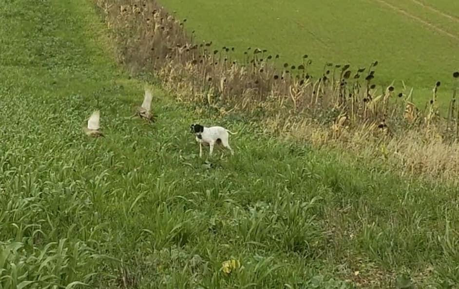 de landa gori - PIXIES DE LANDA GORI/3em Echelle des valeurs/GIBIERS NATURELS/Couple