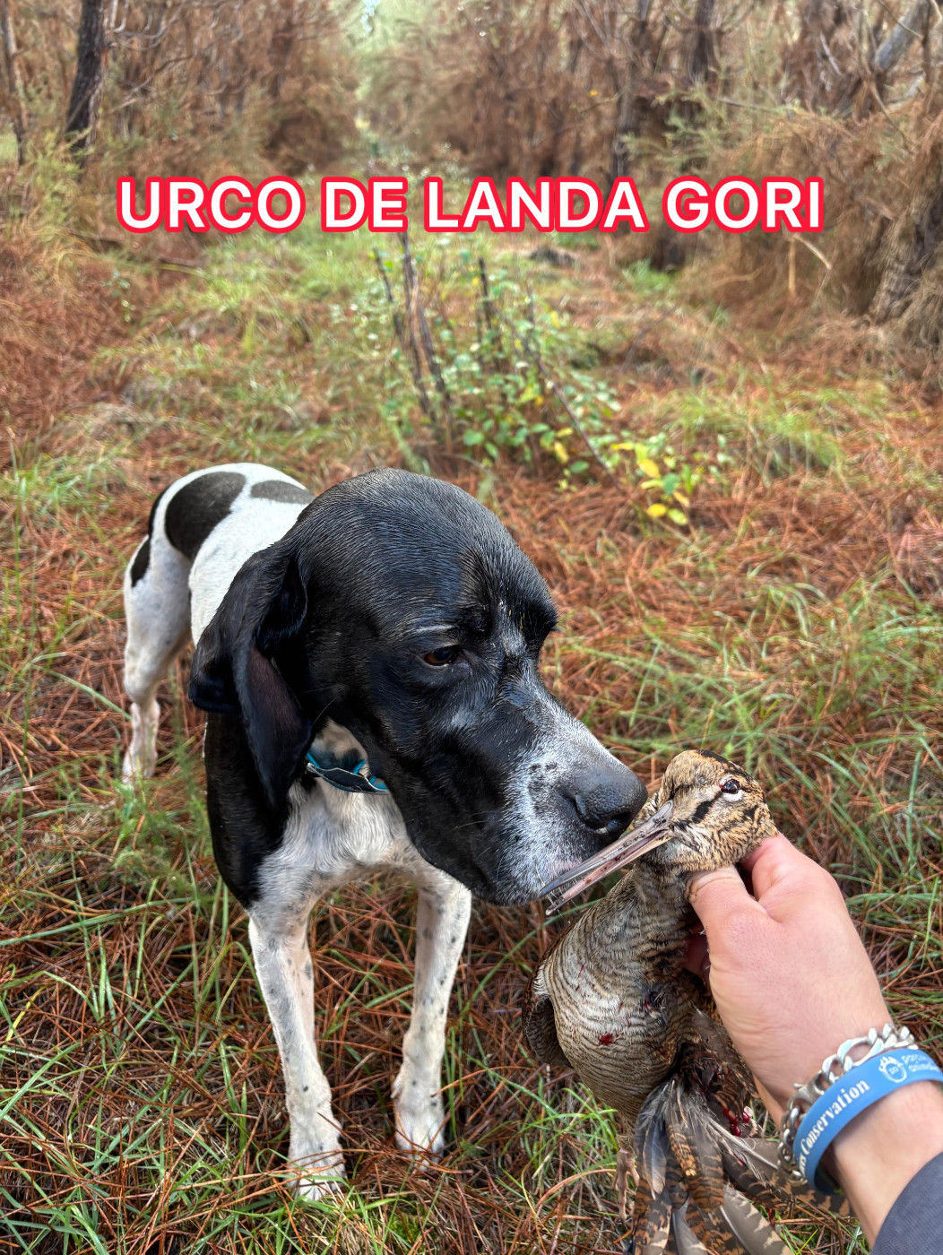 de landa gori - URCO DE LANDA GORI/Chasse la bécasse/LANDES
