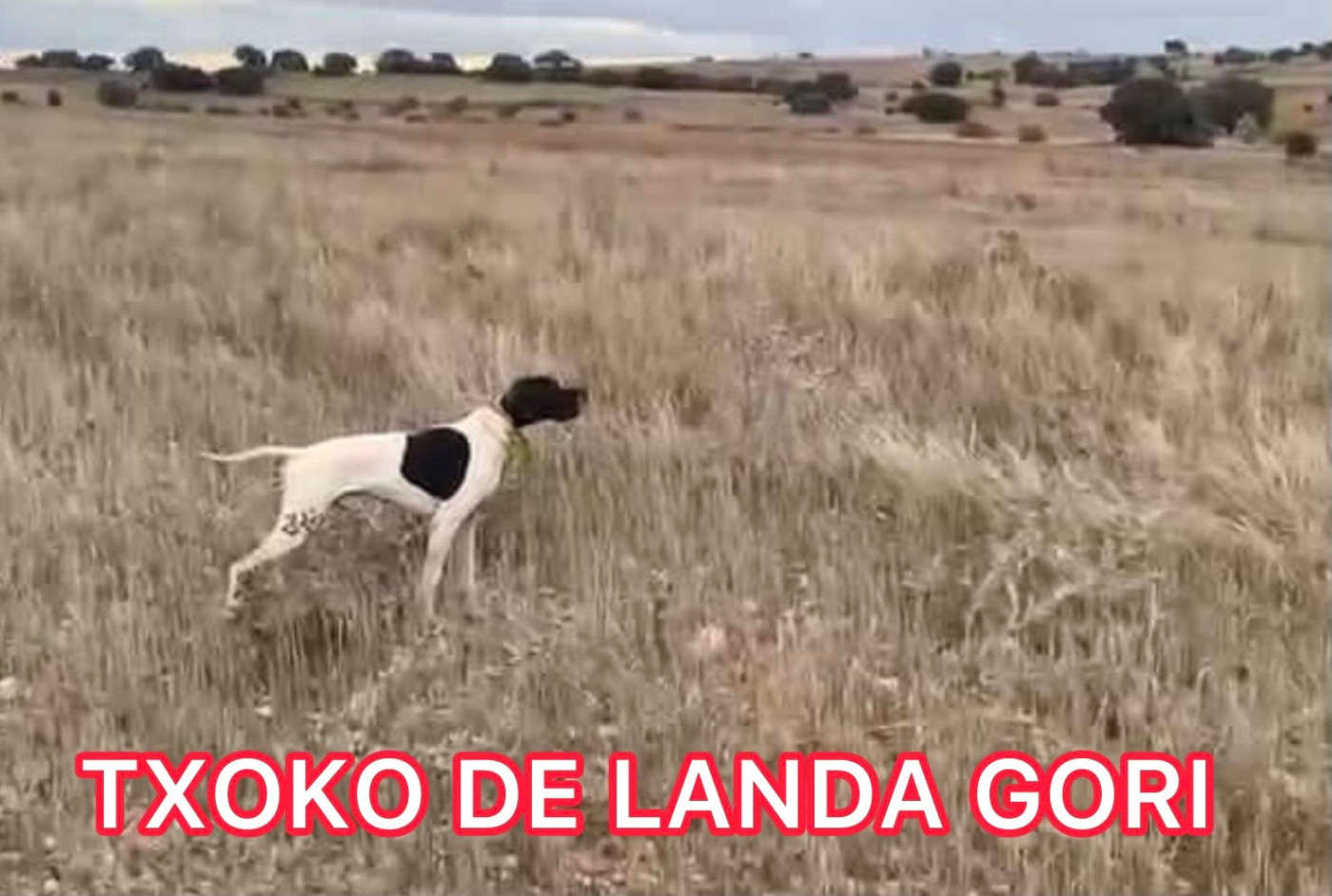 de landa gori - TXOKO DE LANDA GORI/3eme EXCELLENT/Quête de chasse/Couple/TOLEDO