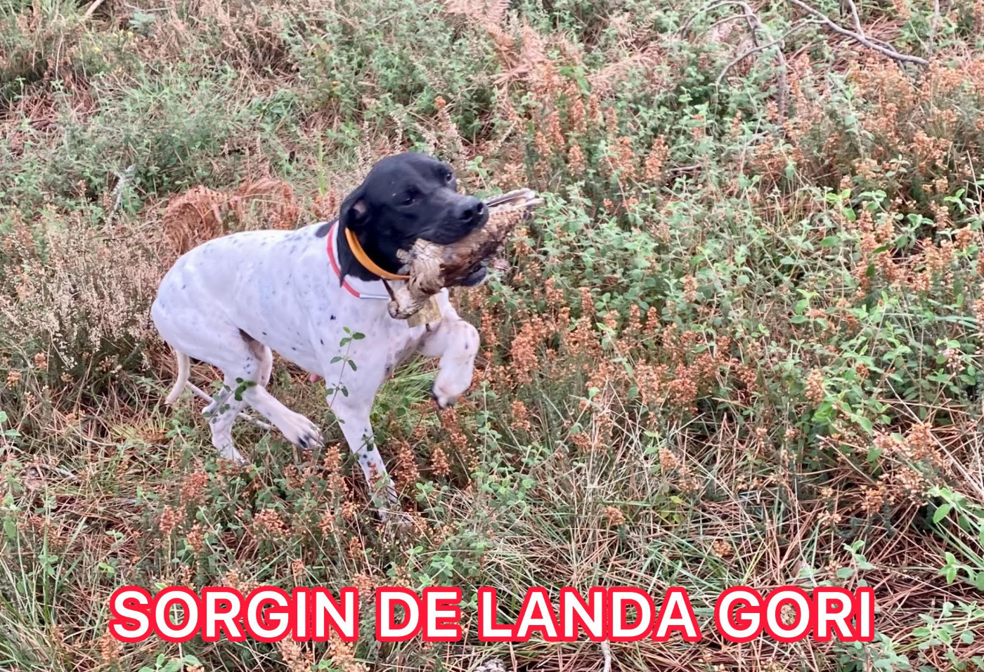 de landa gori - SORGIN DE LANDA GORI/Chasse la bécasse
