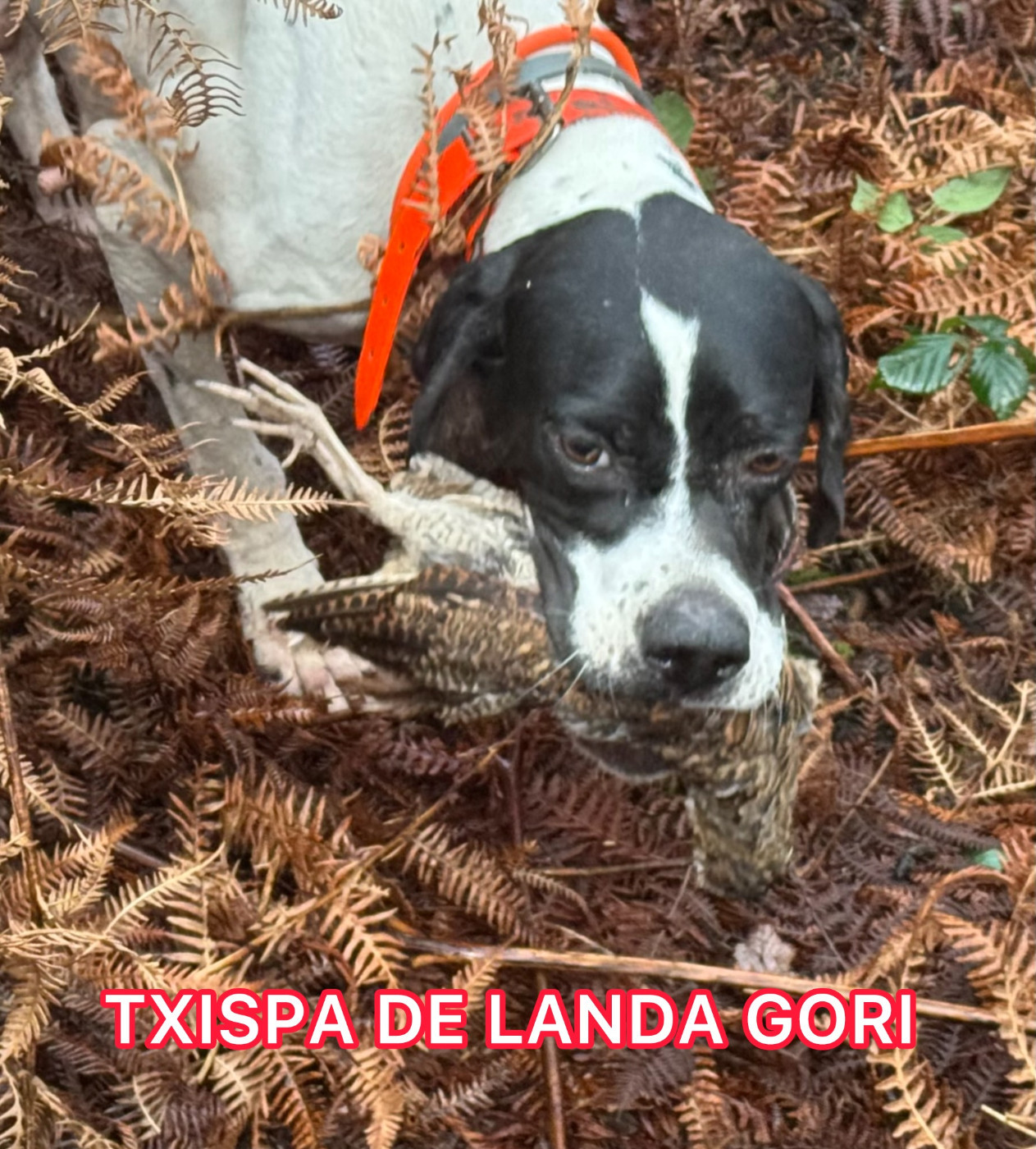 de landa gori - TXISPA DE LANDA GORI/Chasse la bécasse