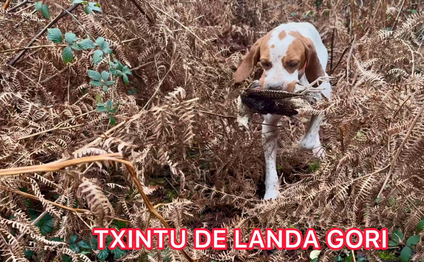de landa gori - TXINTU DE LANDA GORI/Chasse la bécasse