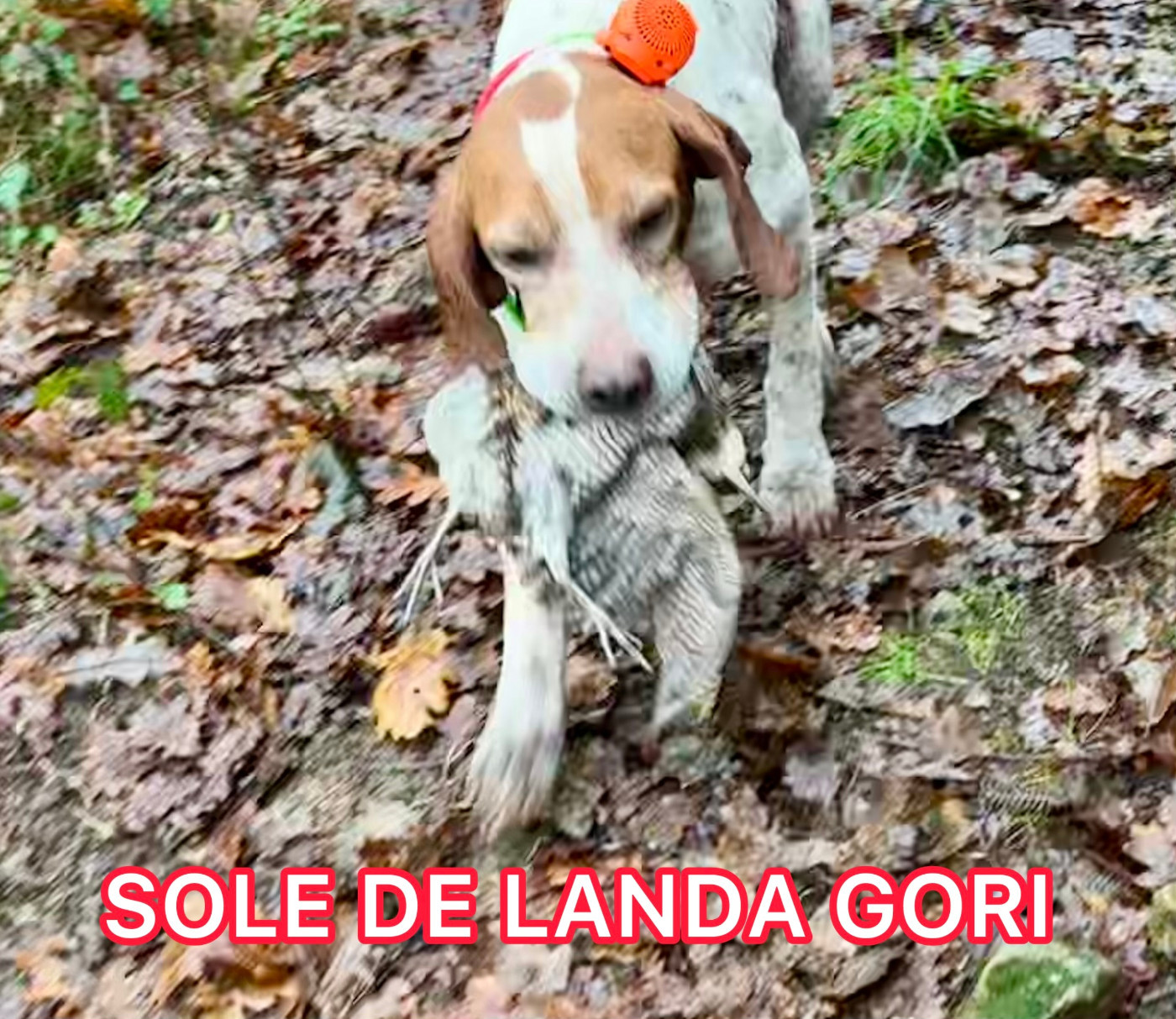 de landa gori - SOLE DE LANDA GORI / Chasse la bécasse