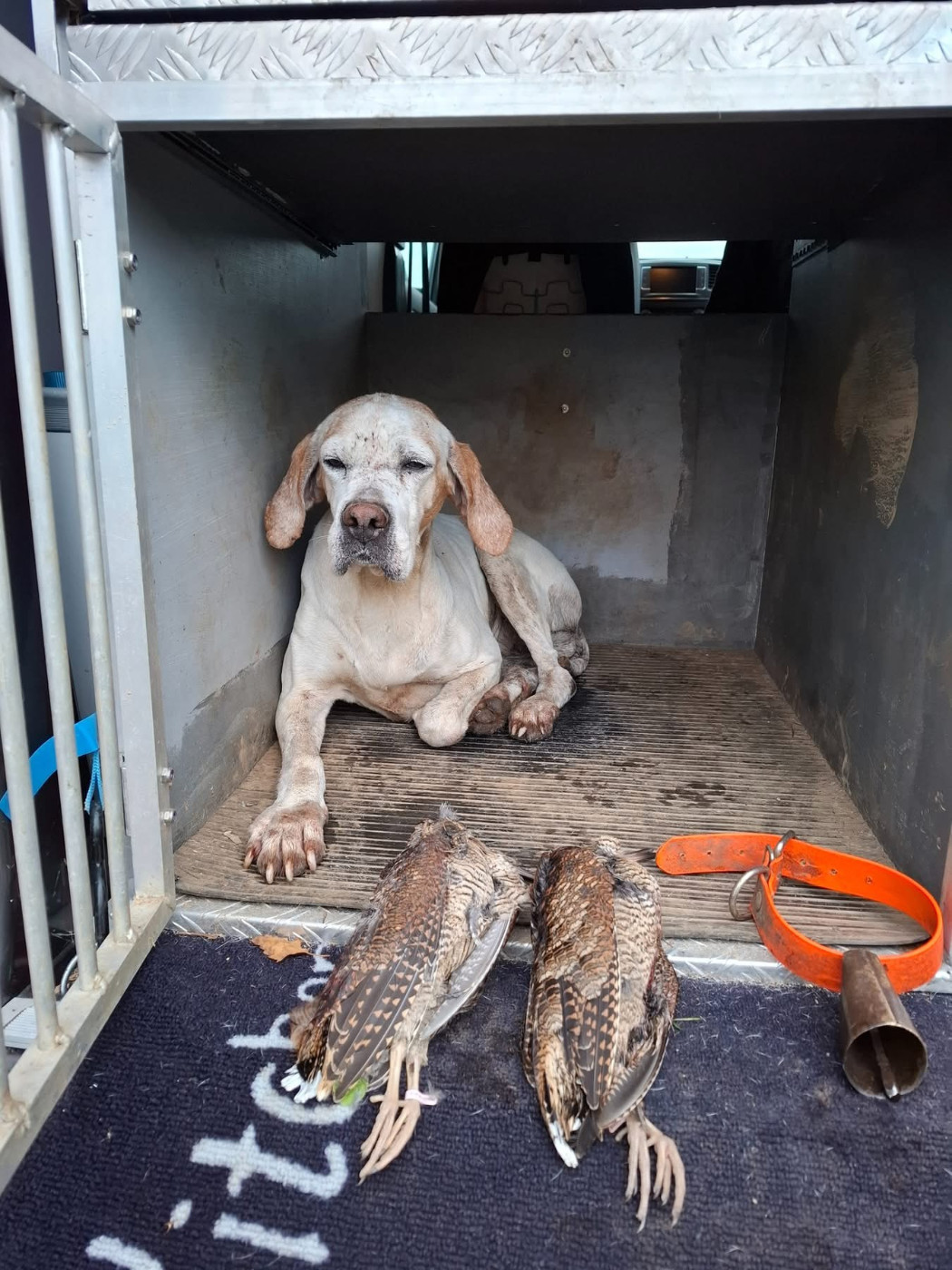 de landa gori - NEREA DE LANDA GORI/Chasse la bécasse/Bretagne