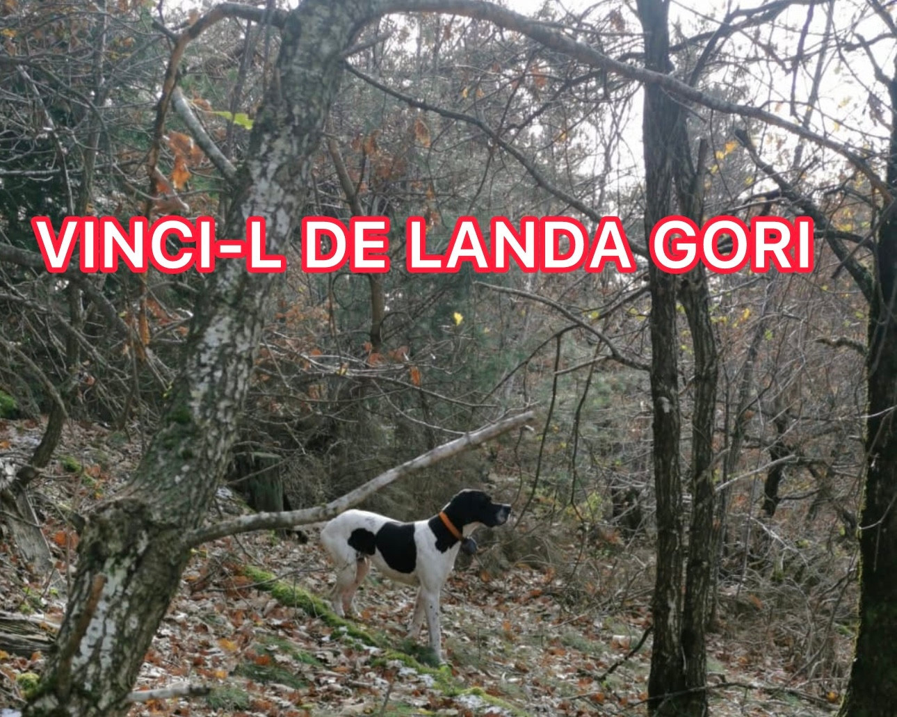 VINCI_L DE LANDA GORI/Chasse la bécasse/ARDECHE