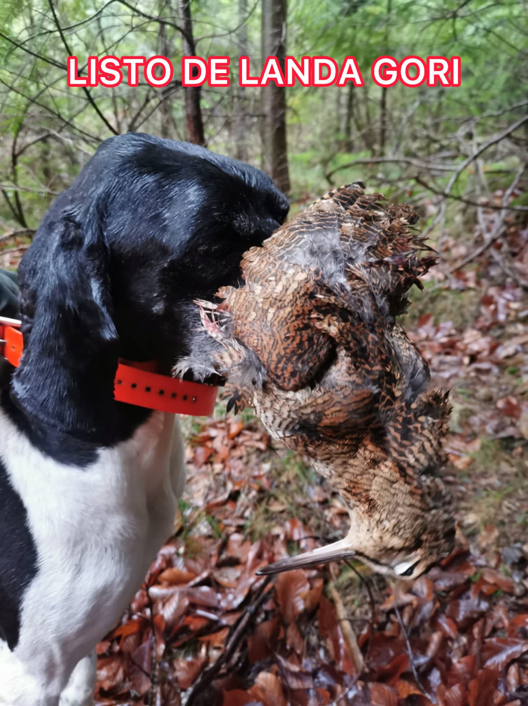 LISTO DE LANDA GORI/Chasse la bécasse/ARDECHE