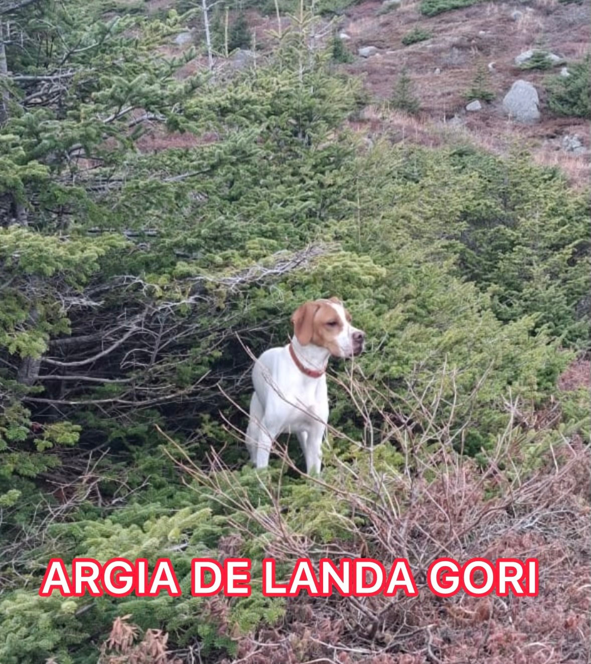 de landa gori - ARGIA DE LANDA GORI/Chasse/St PIERRE ET MIQUELON